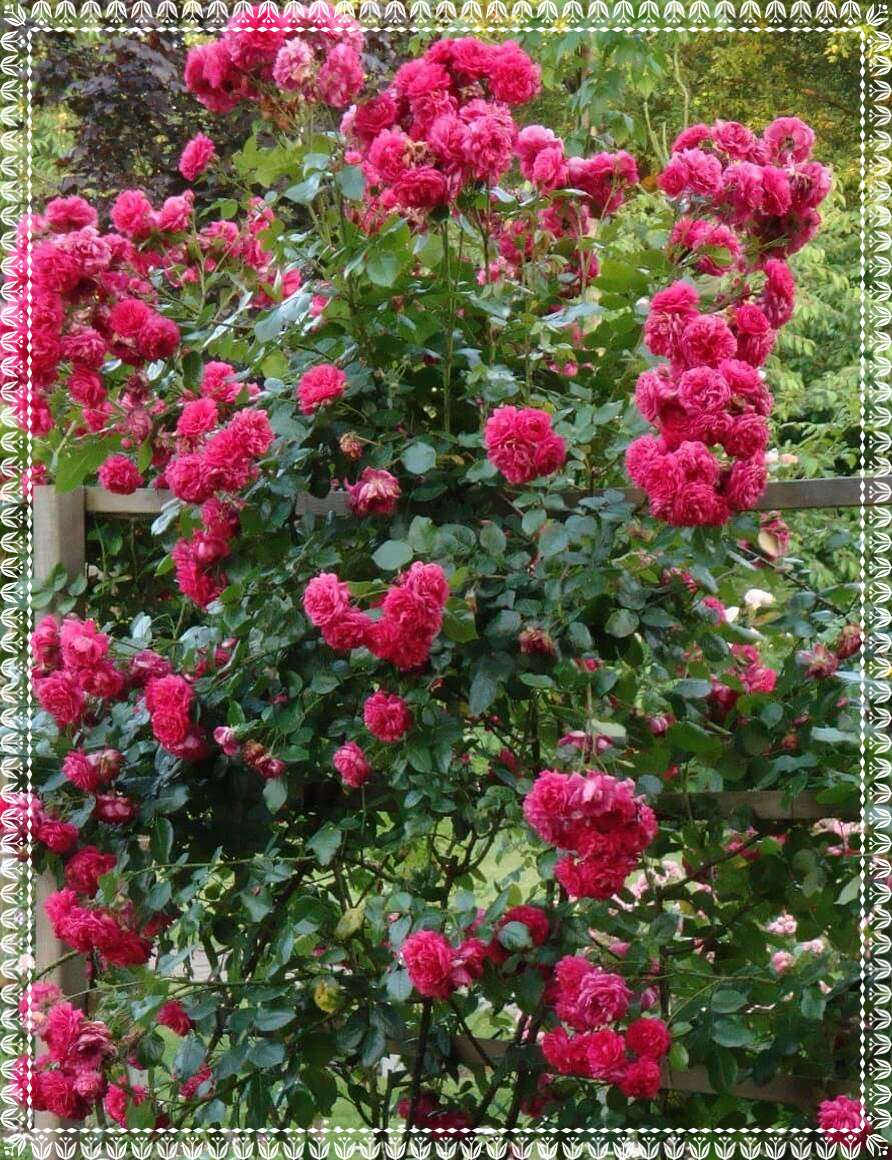 Laguna róże pnące